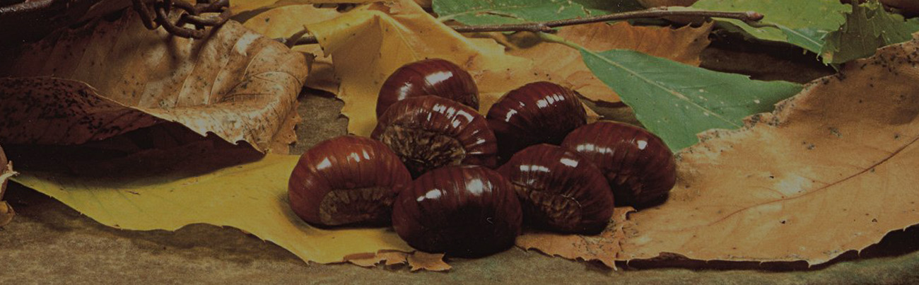 Marroni