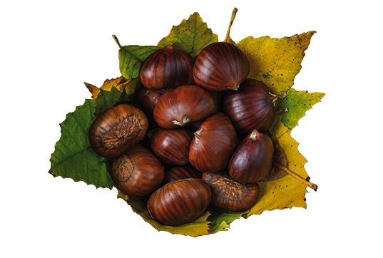 Produzione castagne e marroni